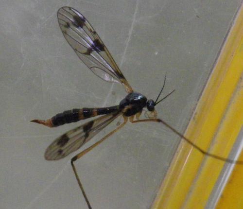 Ptychoptera sp.